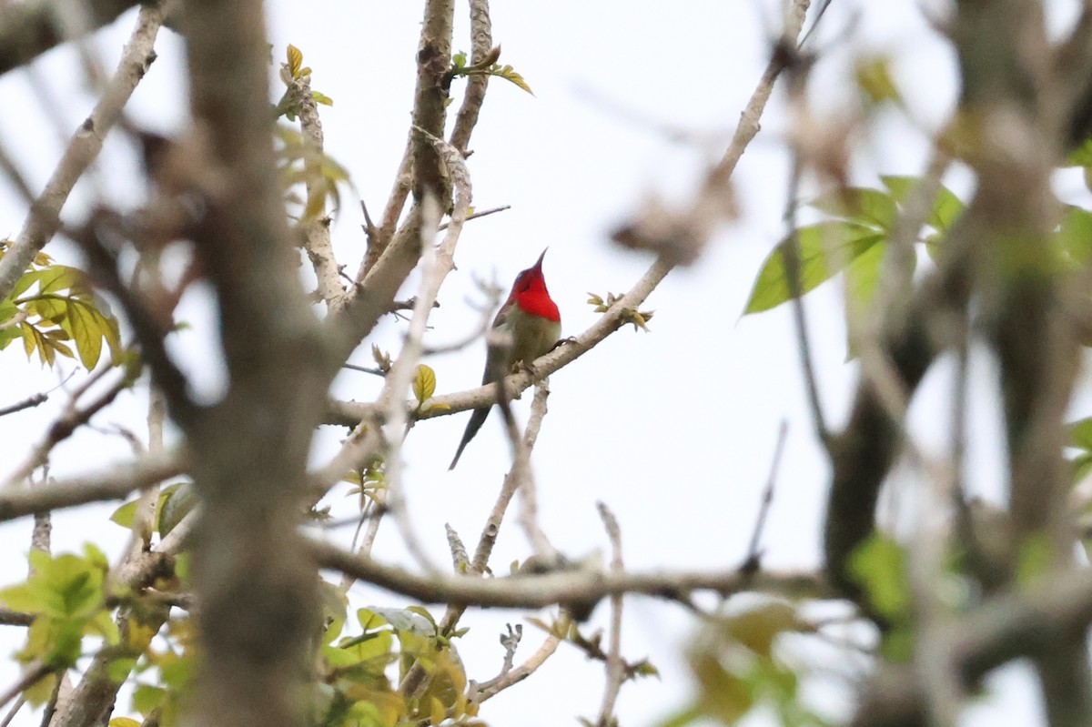 Suimanga Siparaja (grupo seheriae) - ML620485707