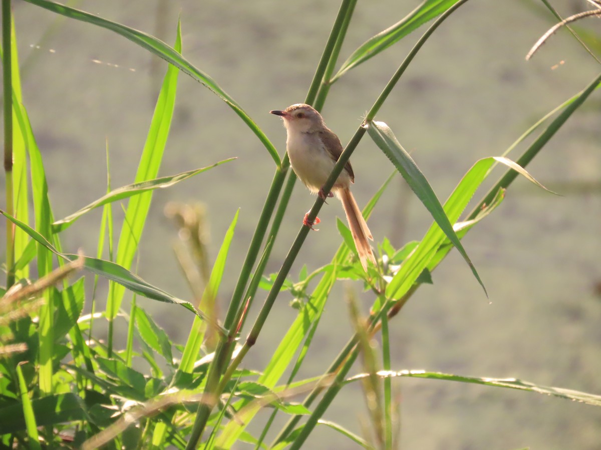 Plain Prinia - ML620485718