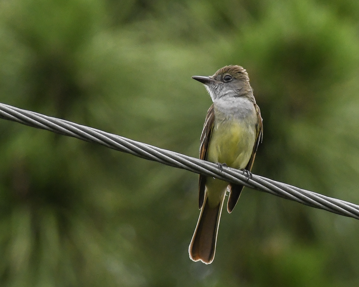 Great Crested Flycatcher - ML620485729