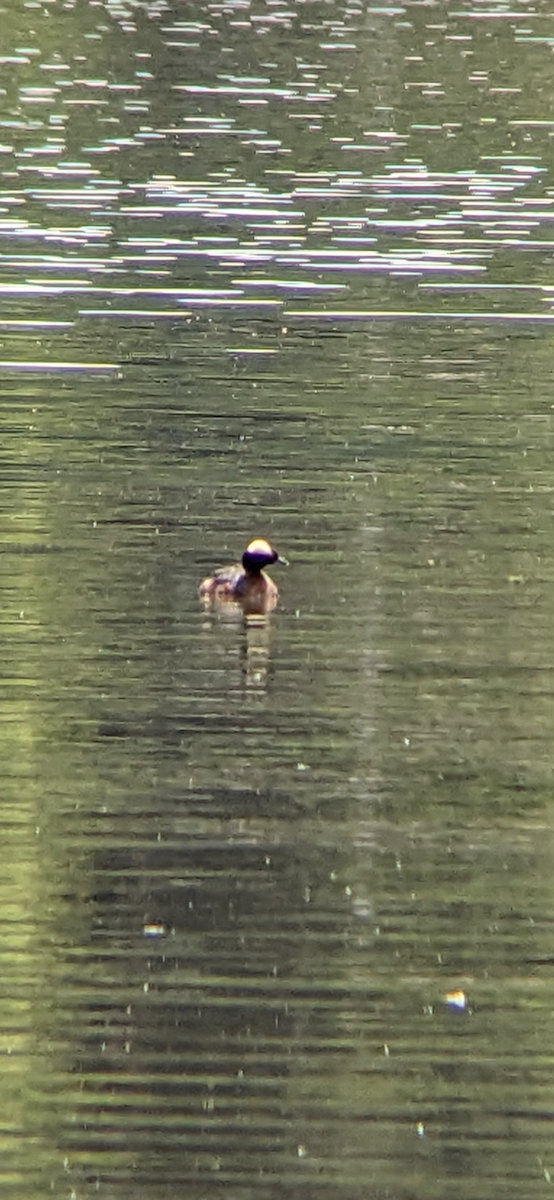 Horned Grebe - ML620485732
