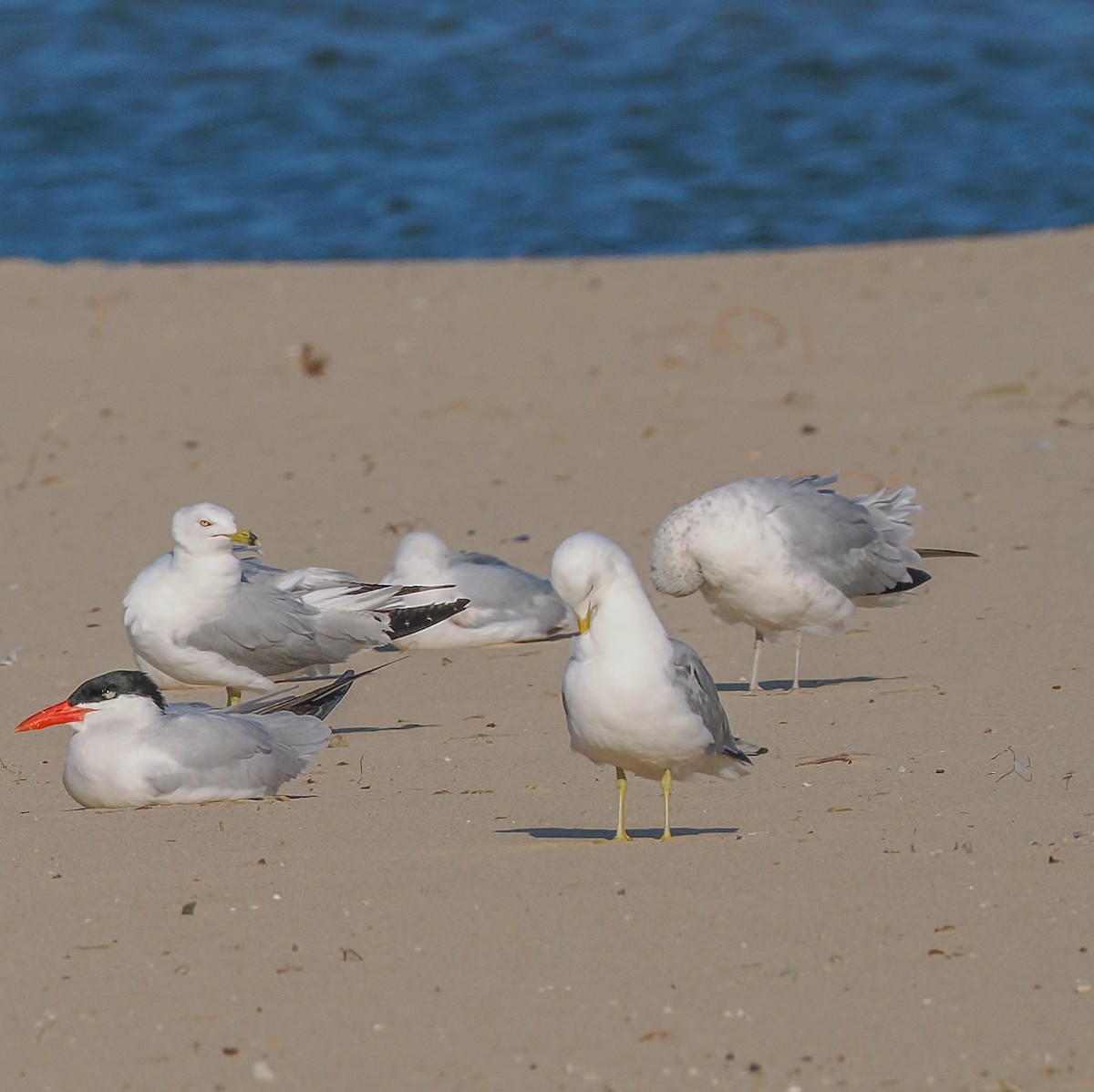 Caspian Tern - ML620485734