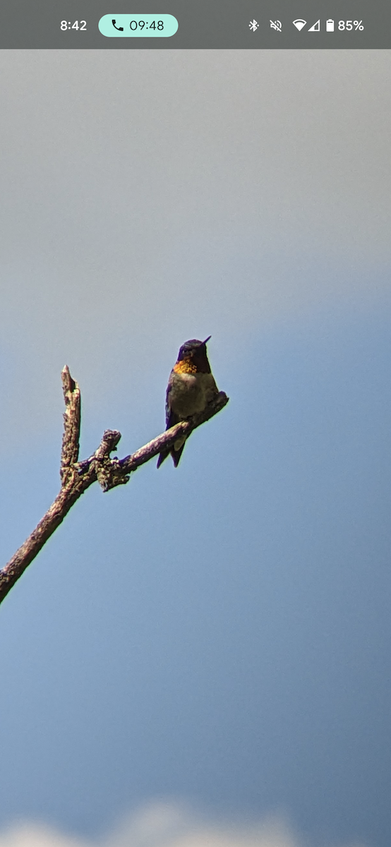 Ruby-throated Hummingbird - Will Stollsteimer