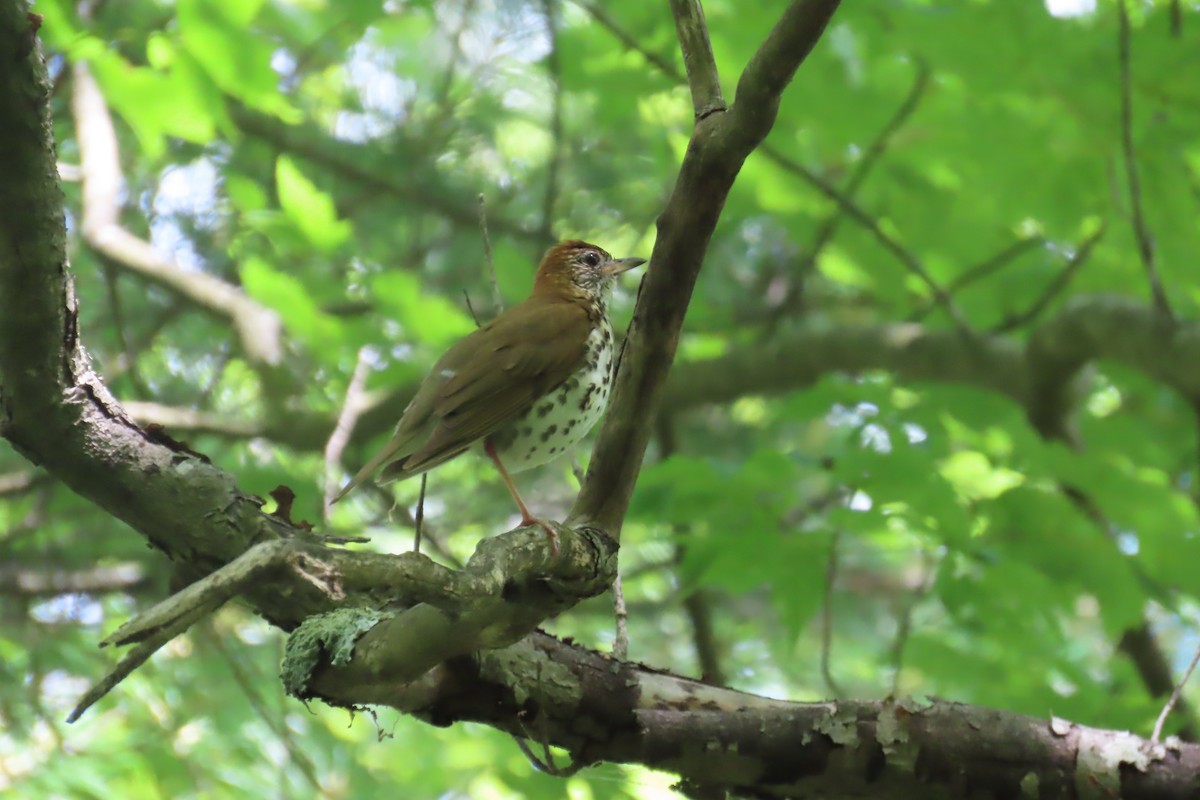 Wood Thrush - ML620485745