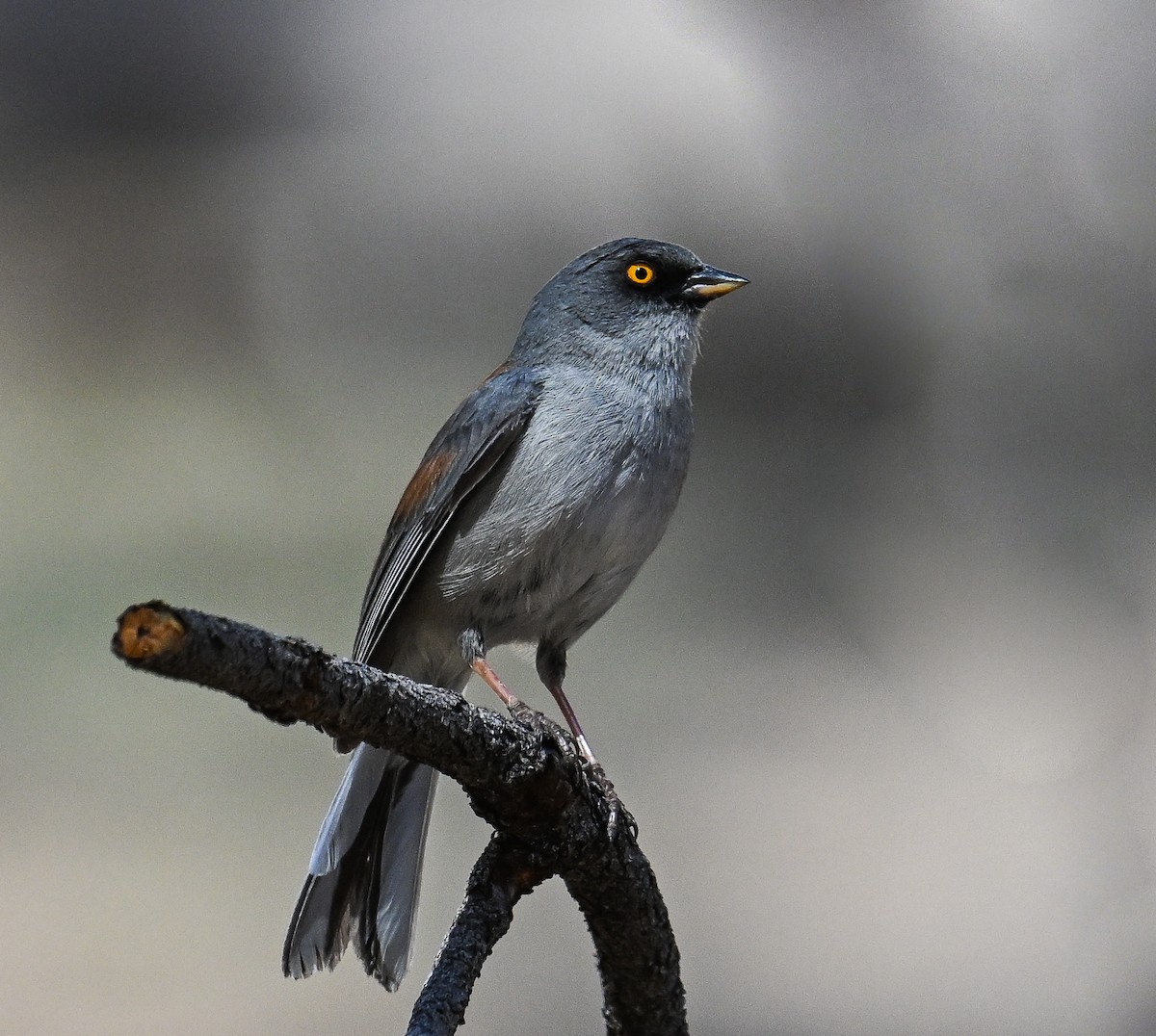 Yellow-eyed Junco - Maryse Neukomm