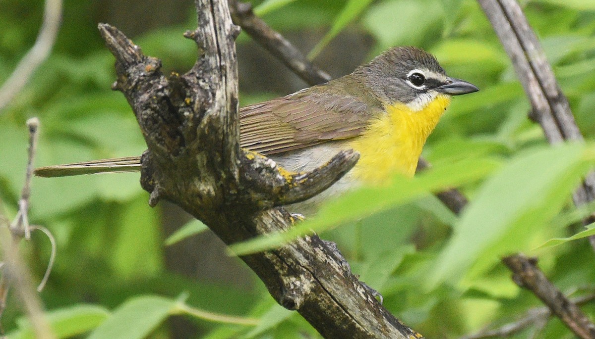 Yellow-breasted Chat - ML620485754