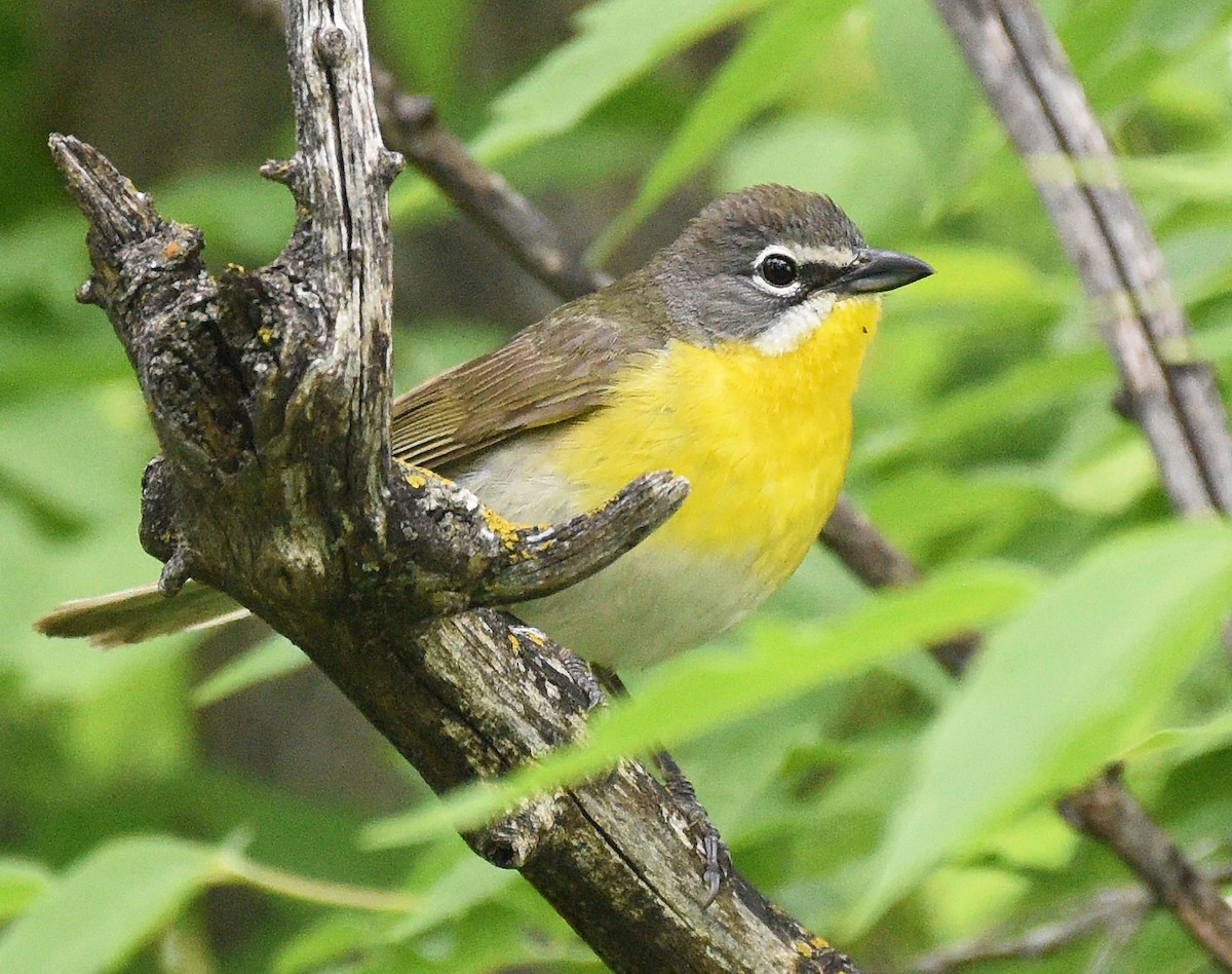 Yellow-breasted Chat - ML620485755