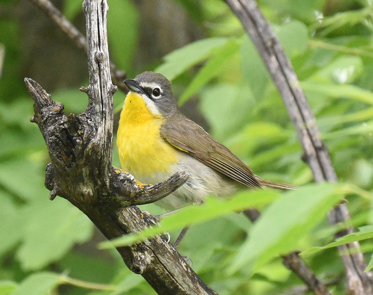 Yellow-breasted Chat - ML620485756