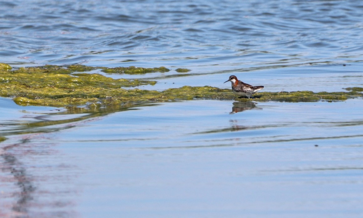 Red-necked Phalarope - ML620485765