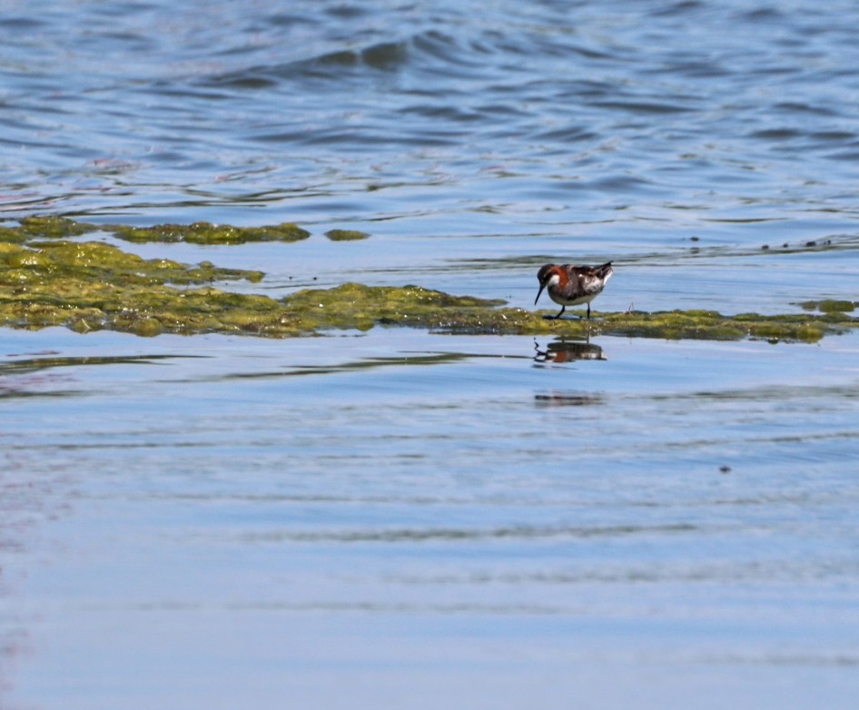 Red-necked Phalarope - ML620485768