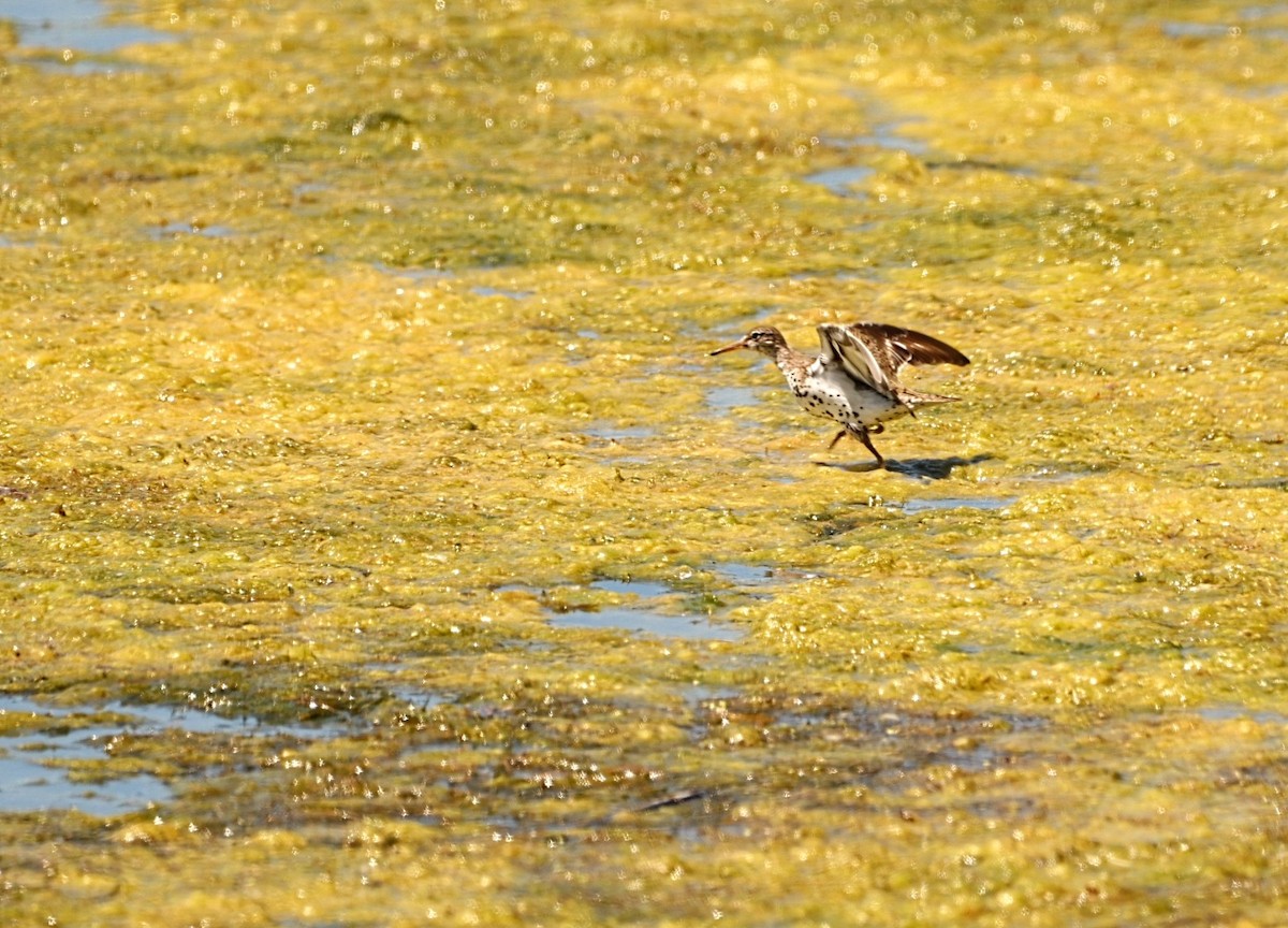 Spotted Sandpiper - ML620485775