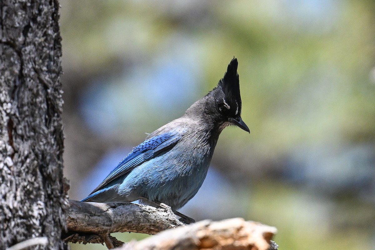 Steller's Jay - ML620485777