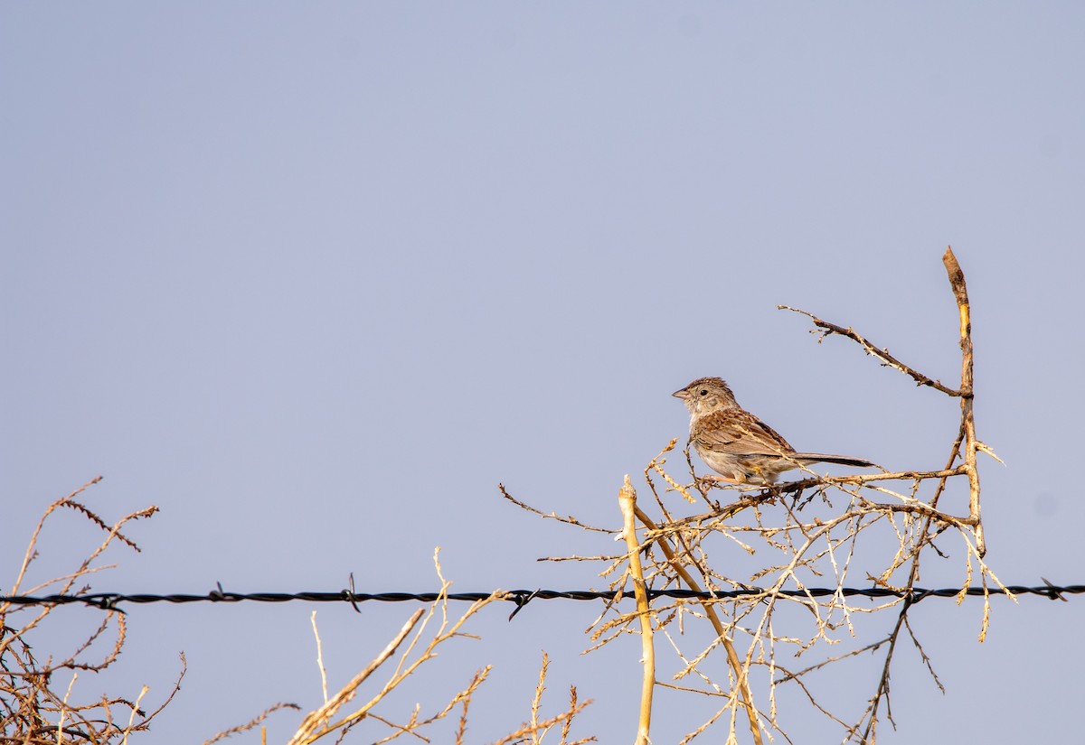 Cassin's Sparrow - ML620485784