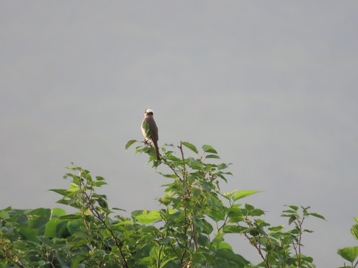 Light-vented Bulbul - ML620485786