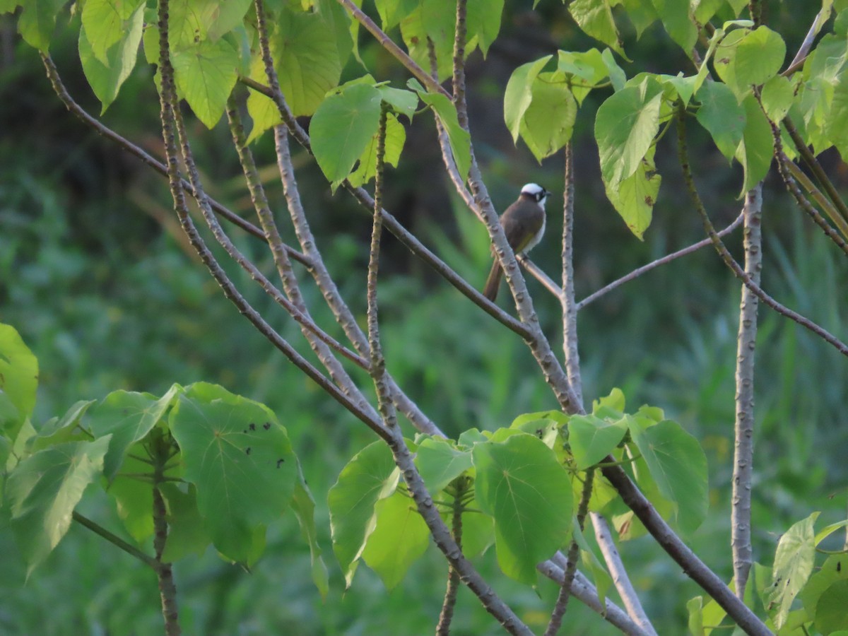 Light-vented Bulbul - ML620485787