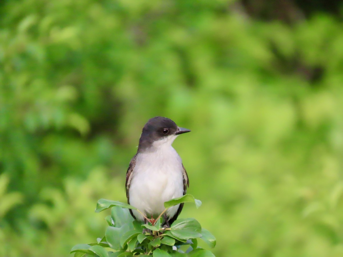 Eastern Kingbird - ML620485789