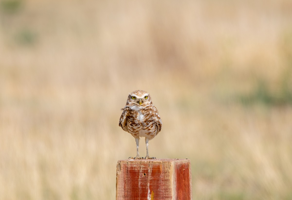 Burrowing Owl - Nick Varvel