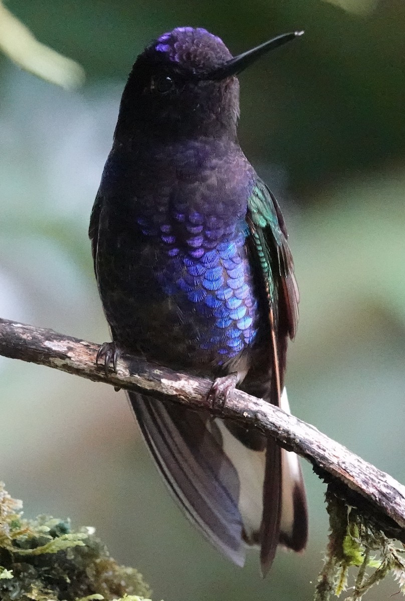 kolibřík hyacintový - ML620485793