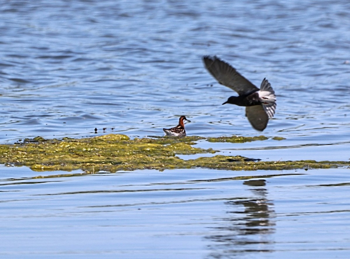 Black Tern - ML620485795