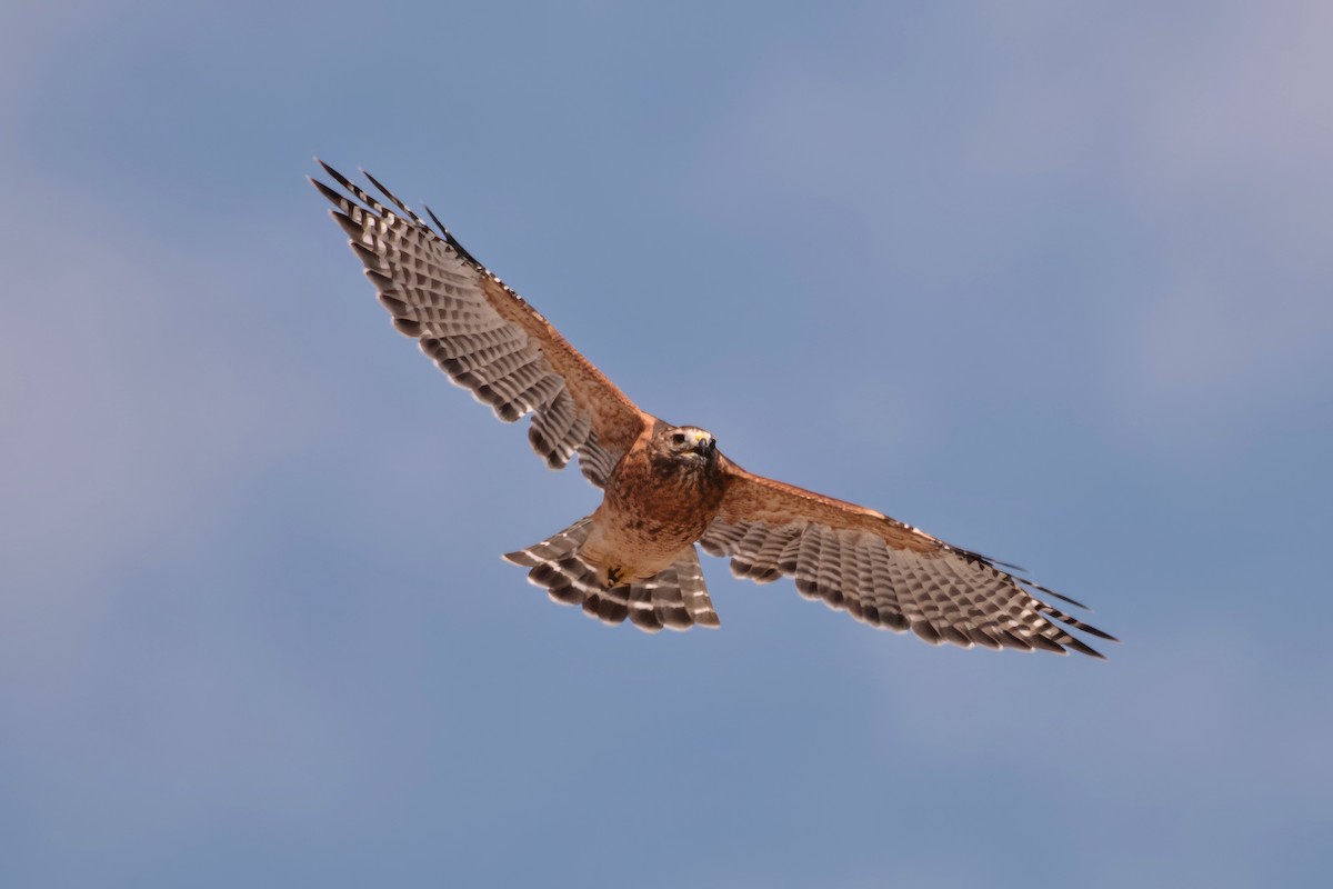 Red-shouldered Hawk - ML620485800