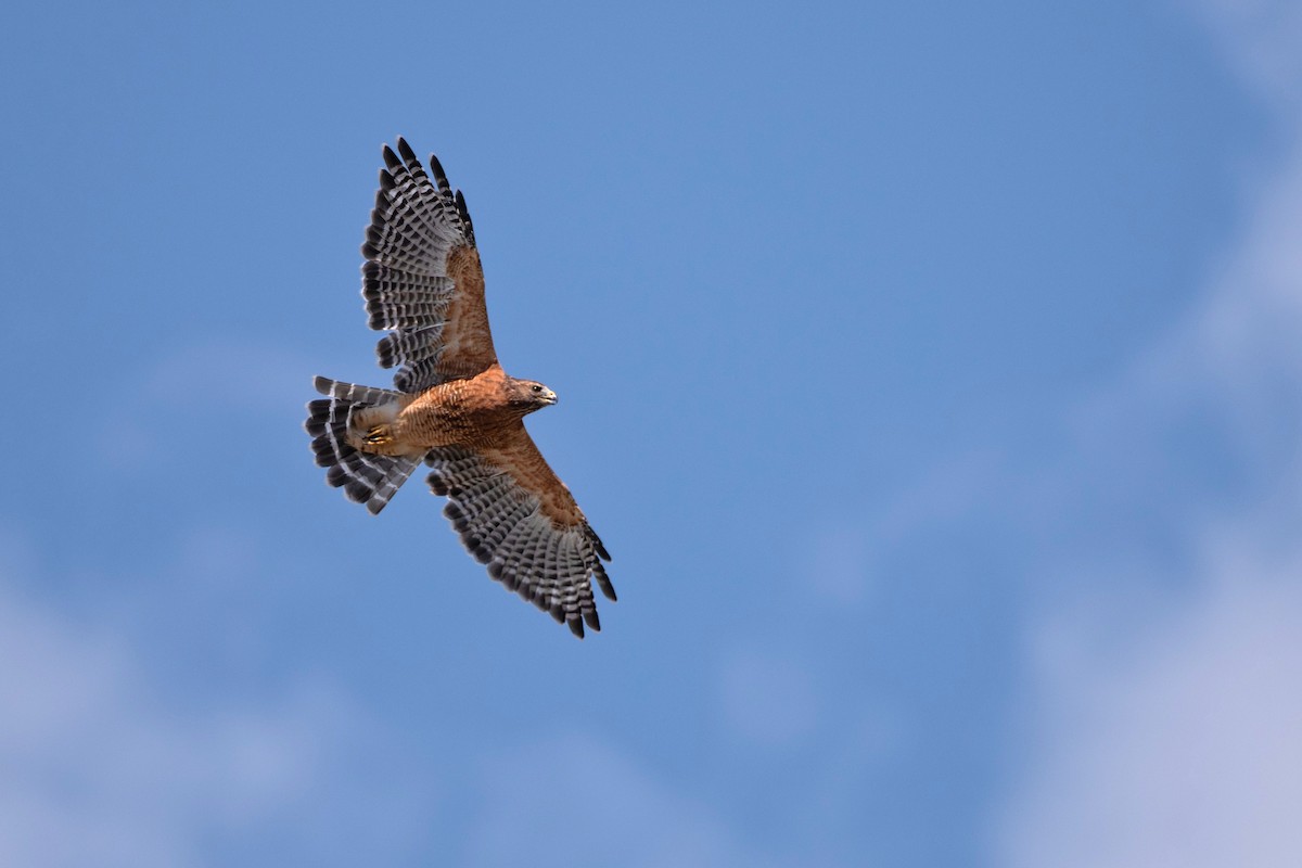 Red-shouldered Hawk - ML620485801