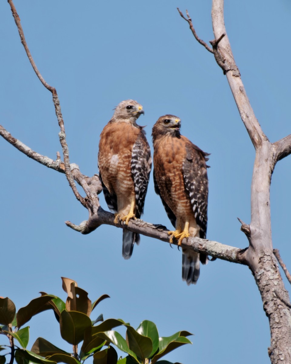 Red-shouldered Hawk - Rob Cochran