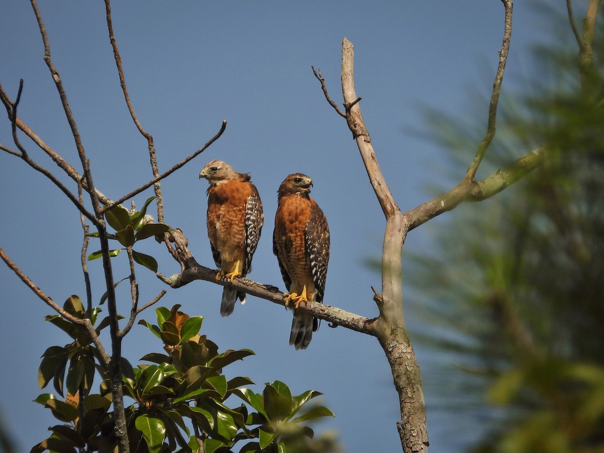 Red-shouldered Hawk - ML620485803