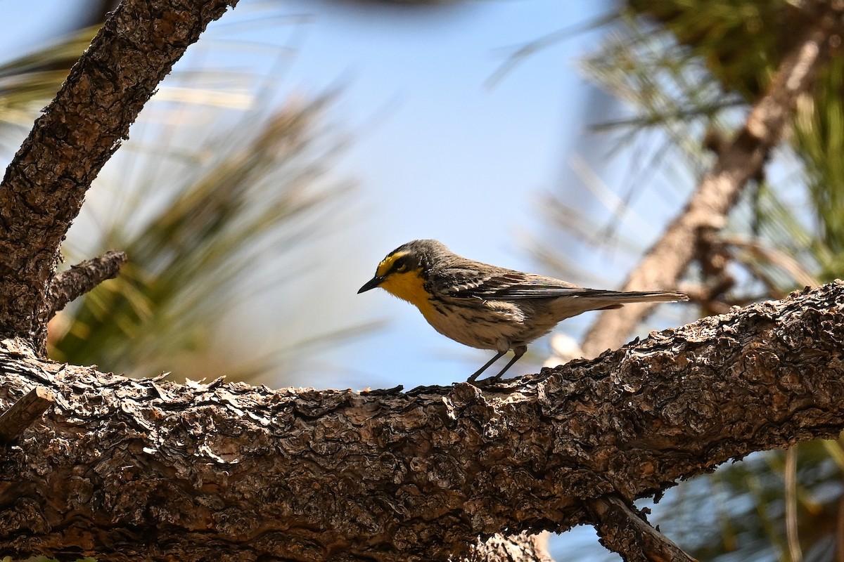 Grace's Warbler - ML620485805