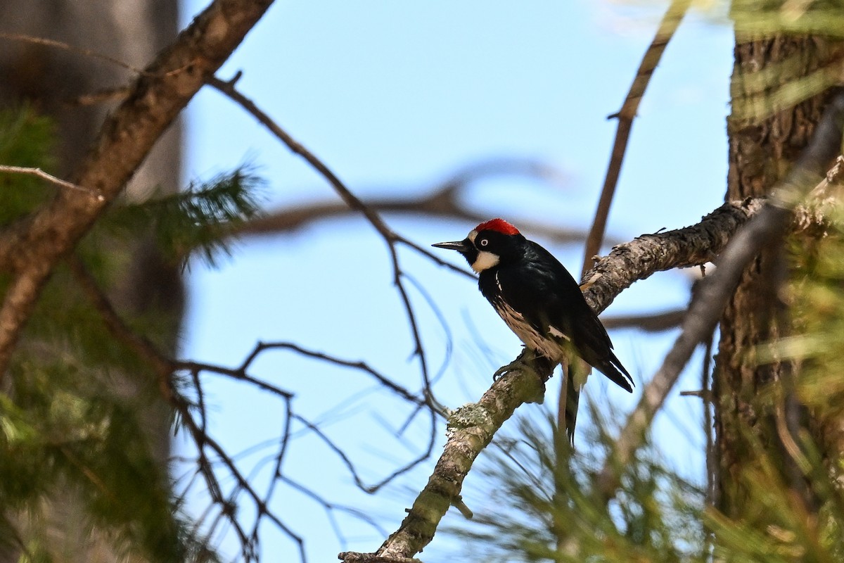 Acorn Woodpecker - ML620485808