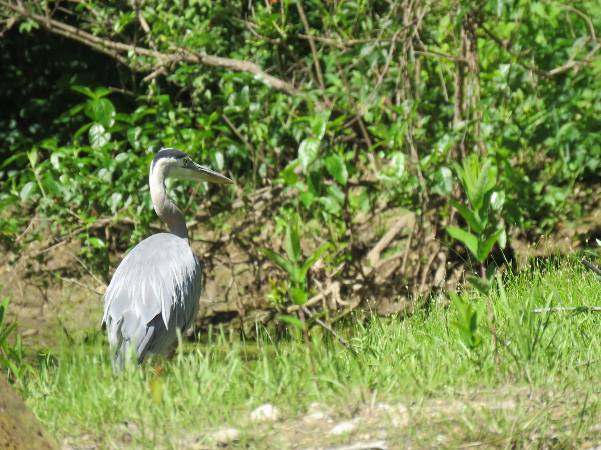 Great Blue Heron - ML620485810