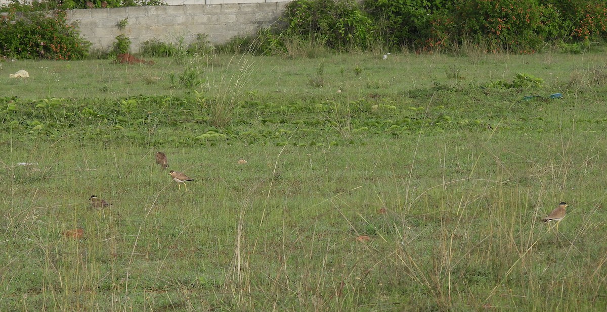 Yellow-wattled Lapwing - ML620485813