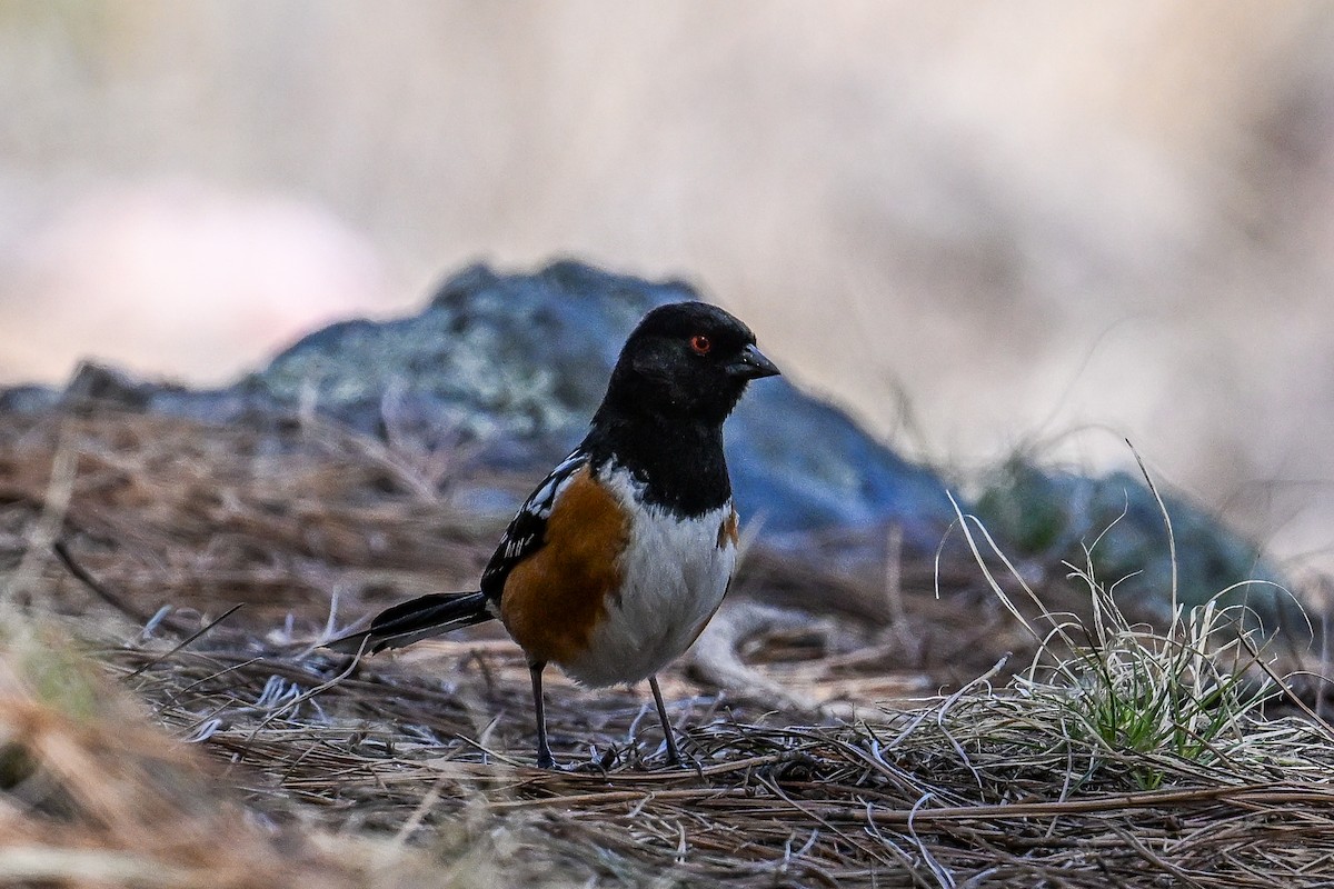 Spotted Towhee - ML620485819