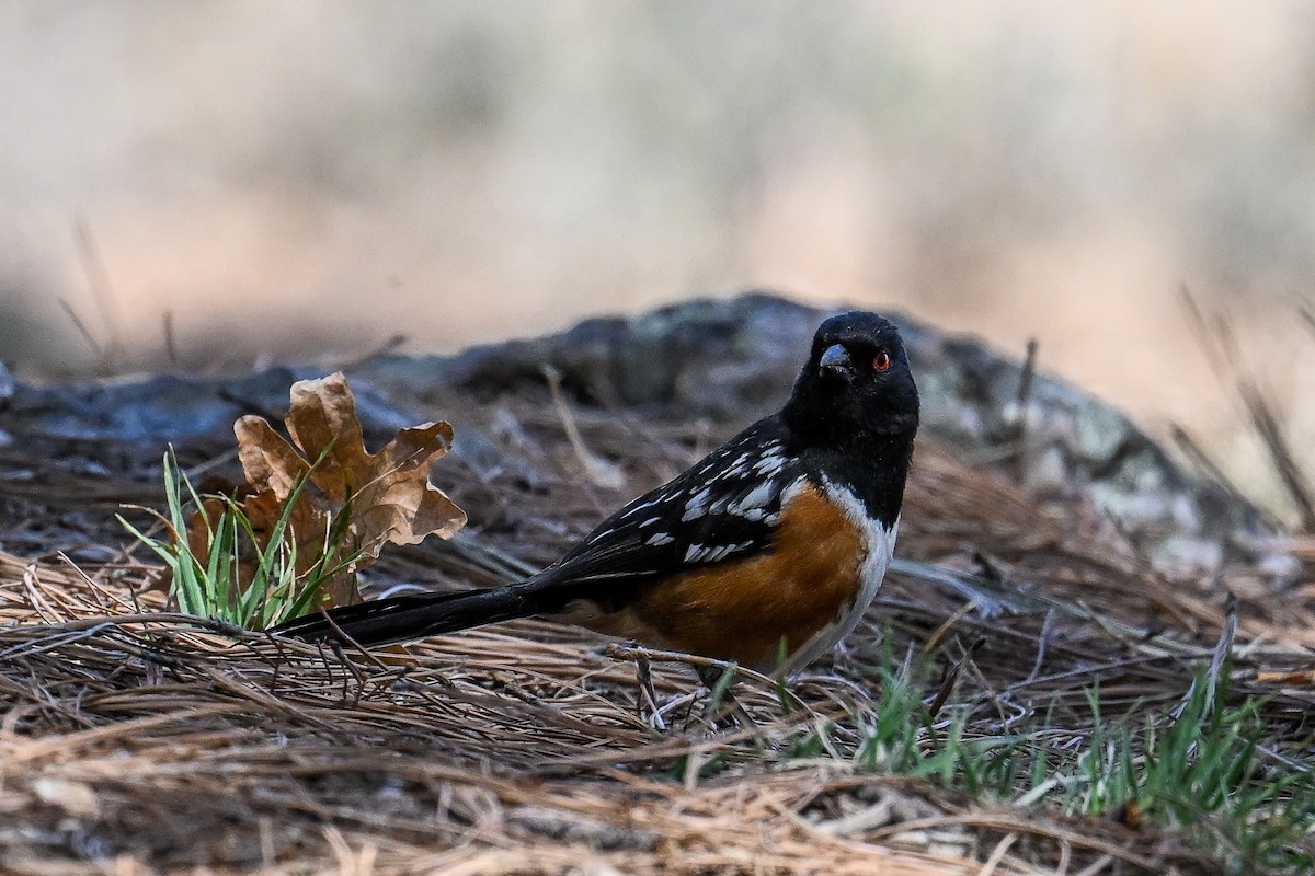 Spotted Towhee - ML620485822