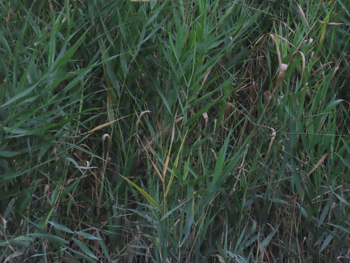 Vinous-throated Parrotbill - ML620485823