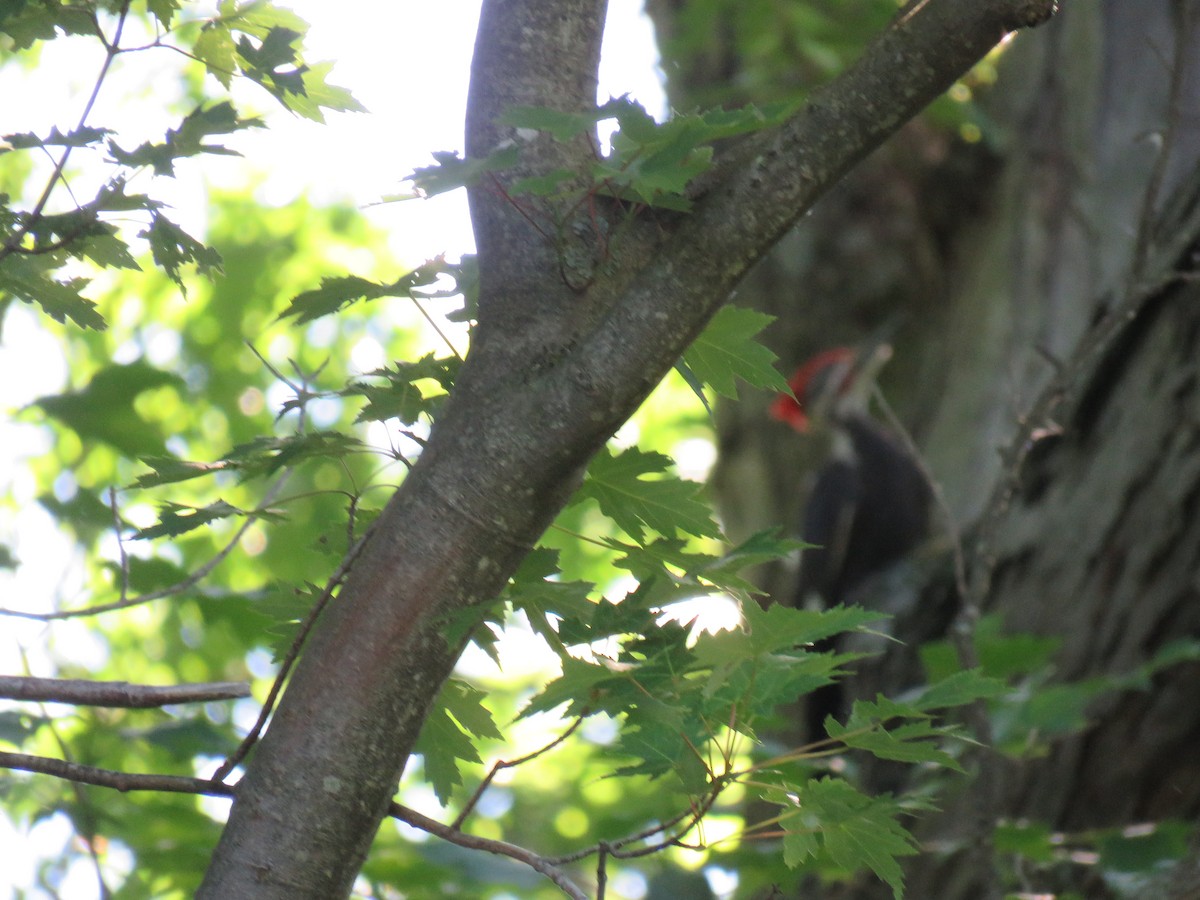 Pileated Woodpecker - ML620485825