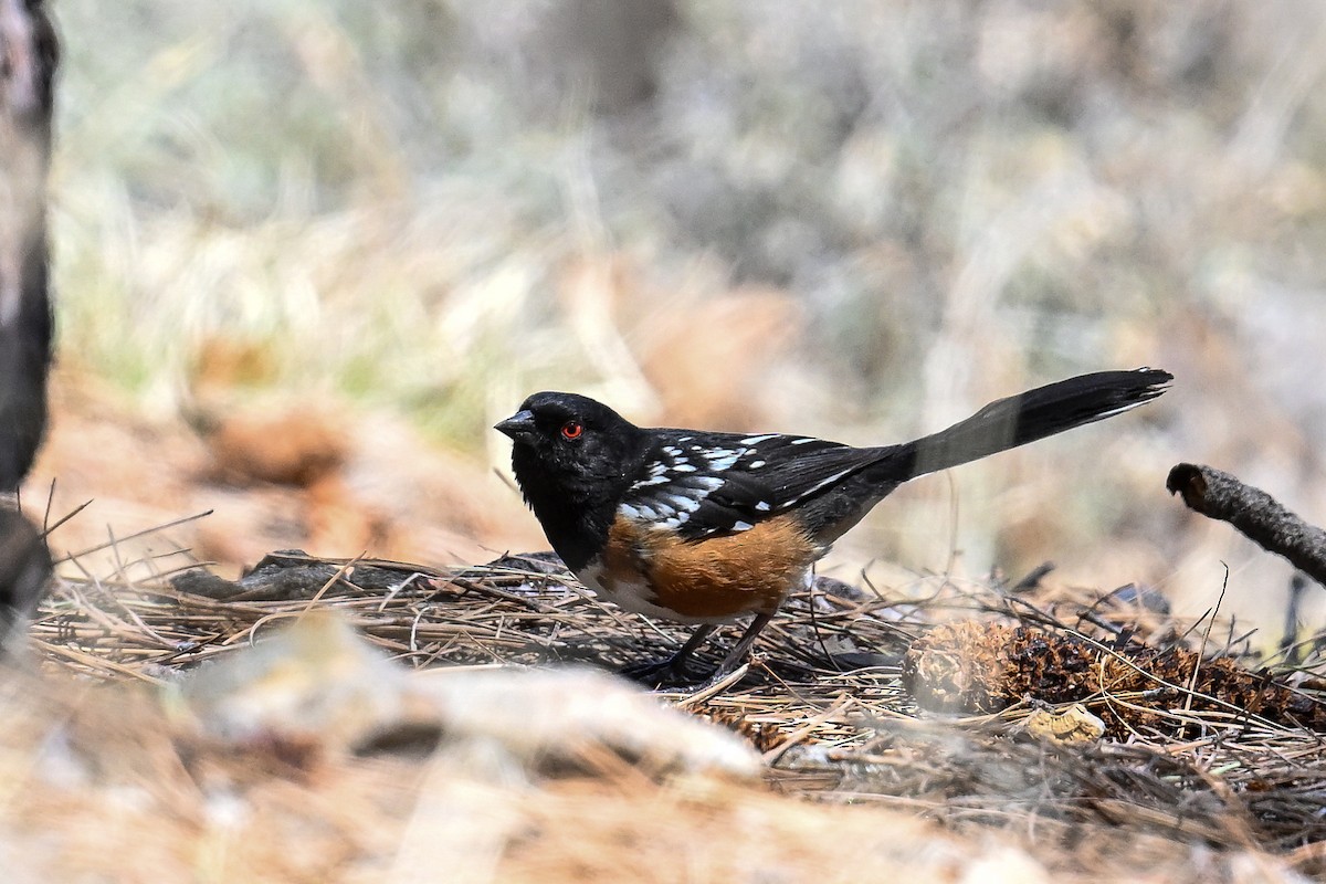 Spotted Towhee - ML620485830