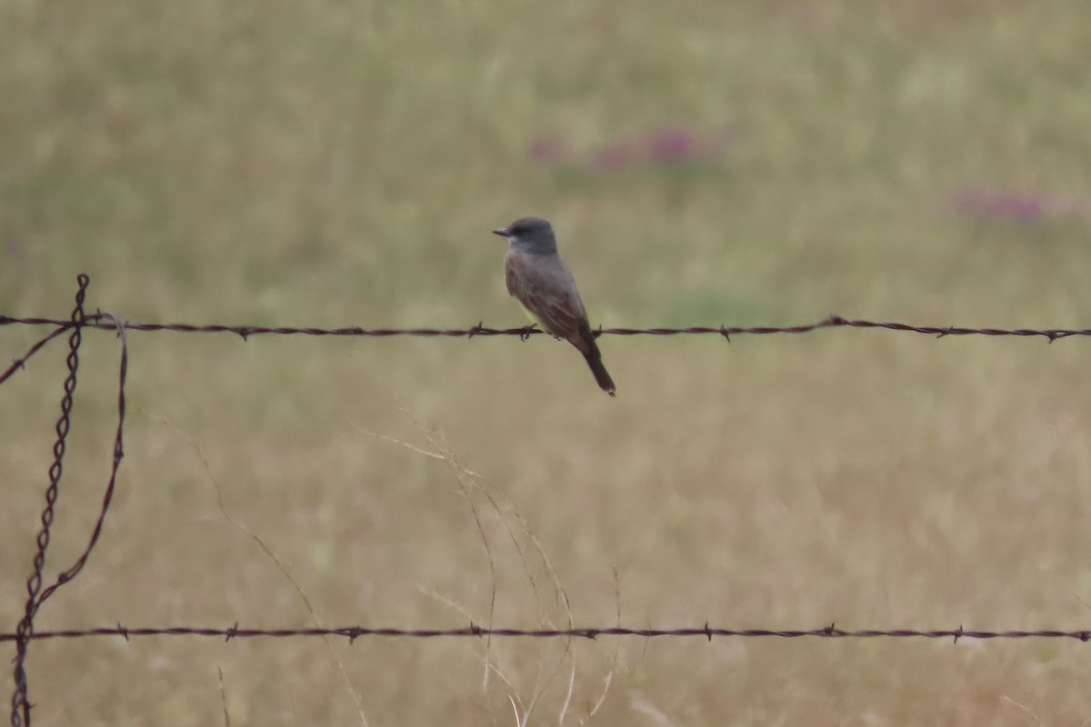 Cassin's Kingbird - ML620485832