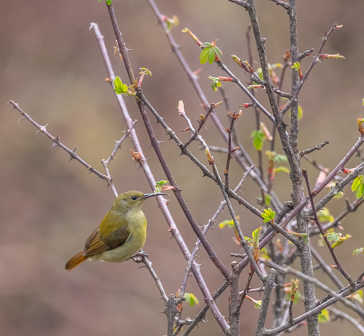 Feuerschwanz-Nektarvogel - ML620485835