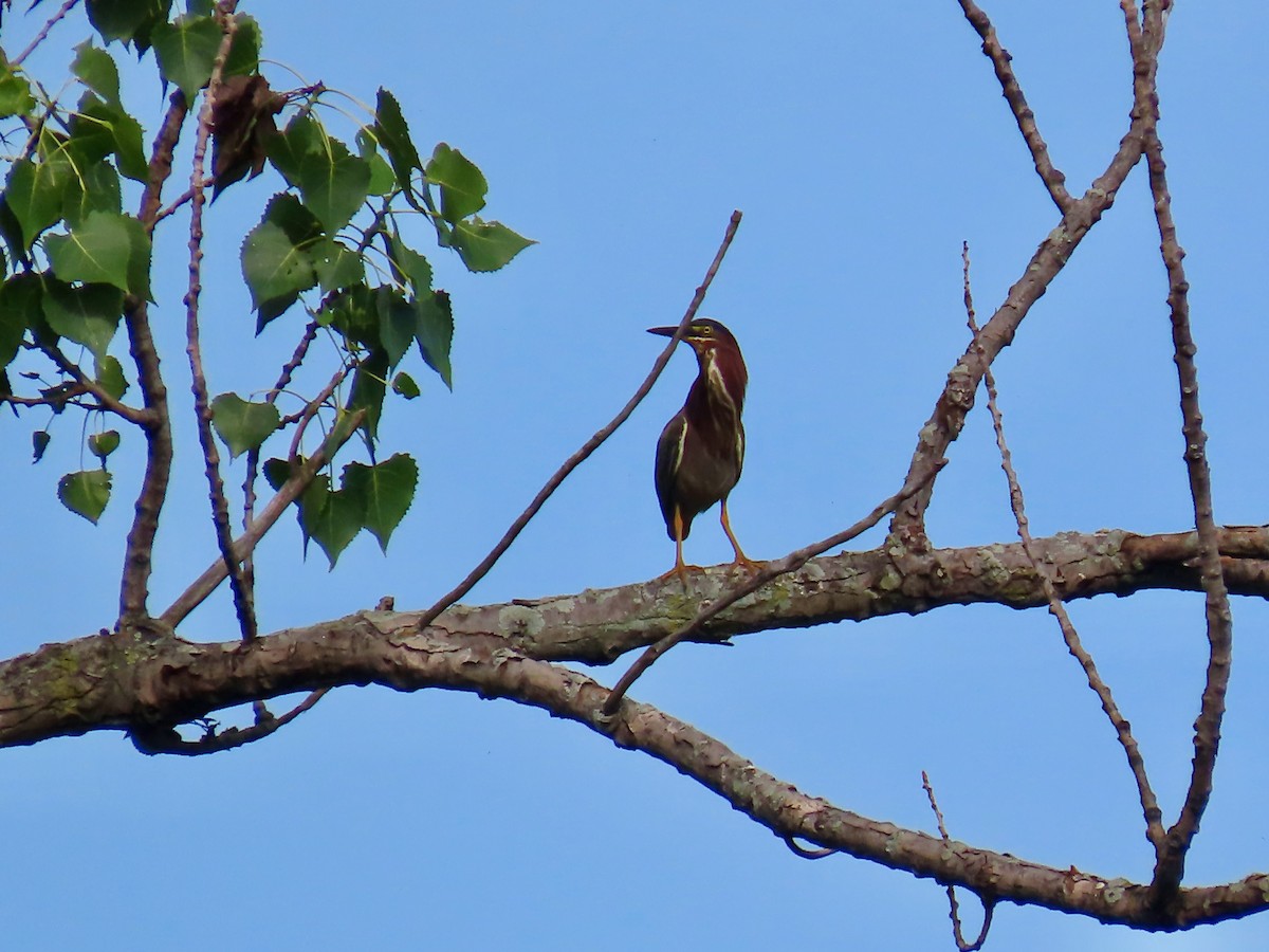 Green Heron - ML620485837