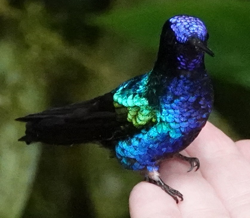 kolibřík hyacintový - ML620485843