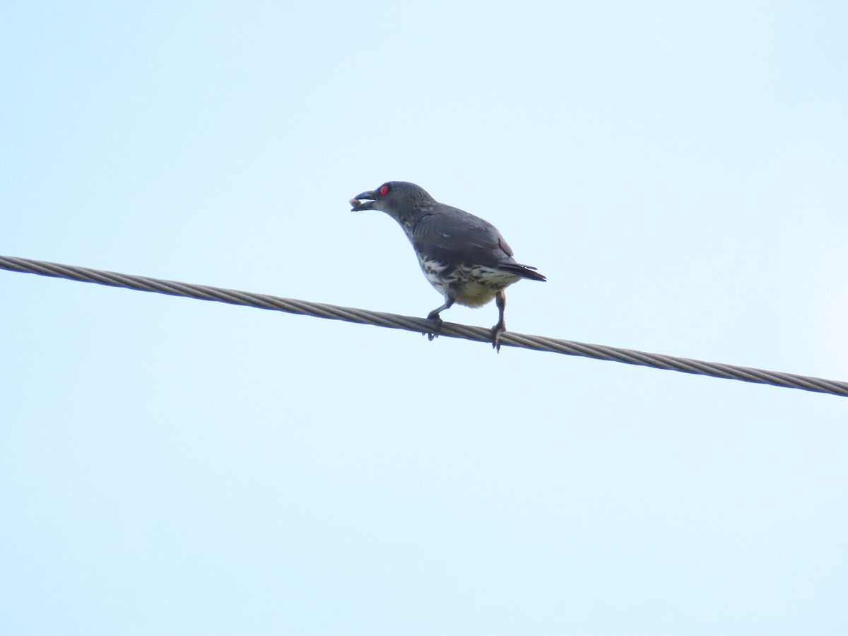 Asian Glossy Starling - ML620485847