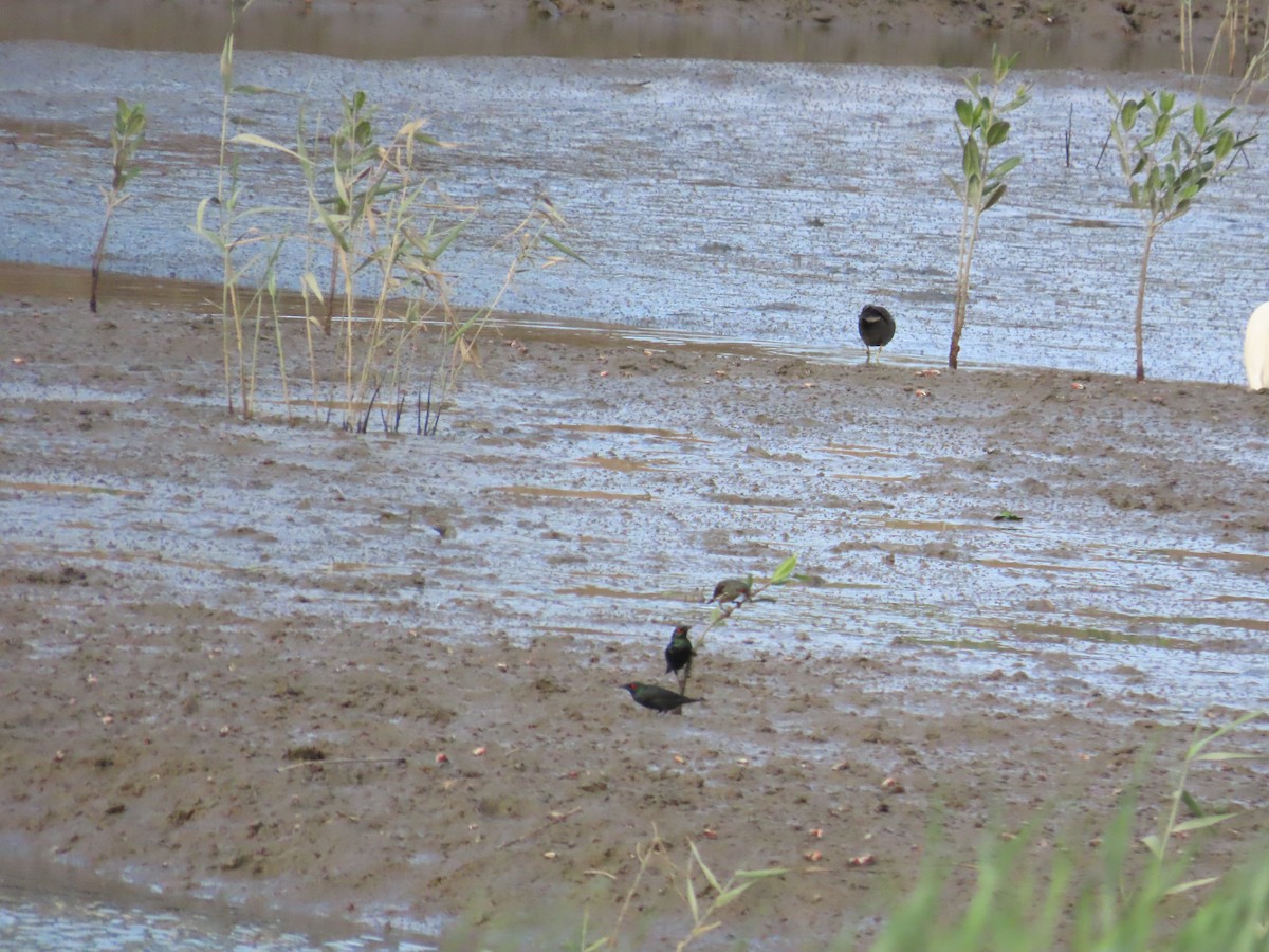 Asian Glossy Starling - ML620485848