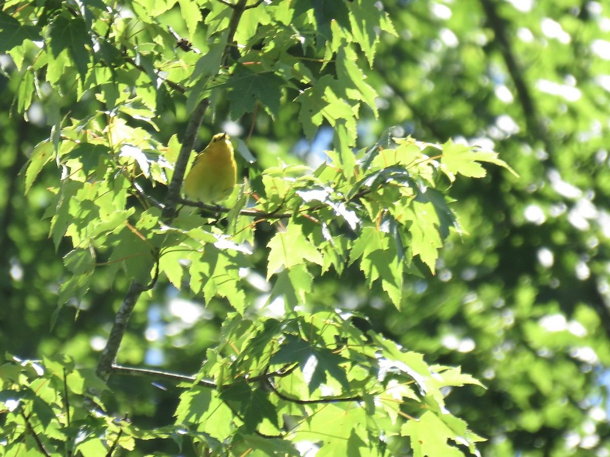 Prothonotary Warbler - ML620485851