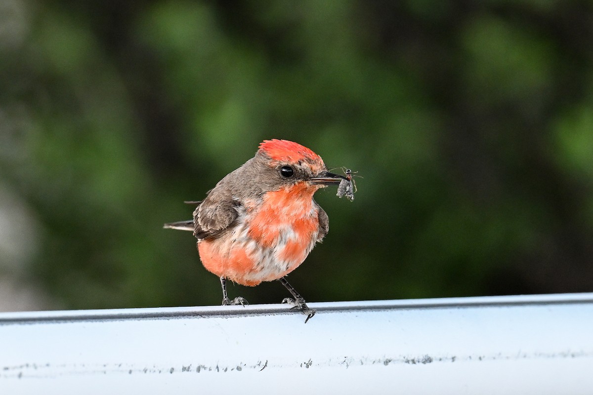 Vermilion Flycatcher - ML620485861