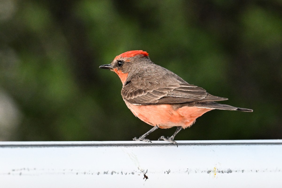 Vermilion Flycatcher - ML620485862