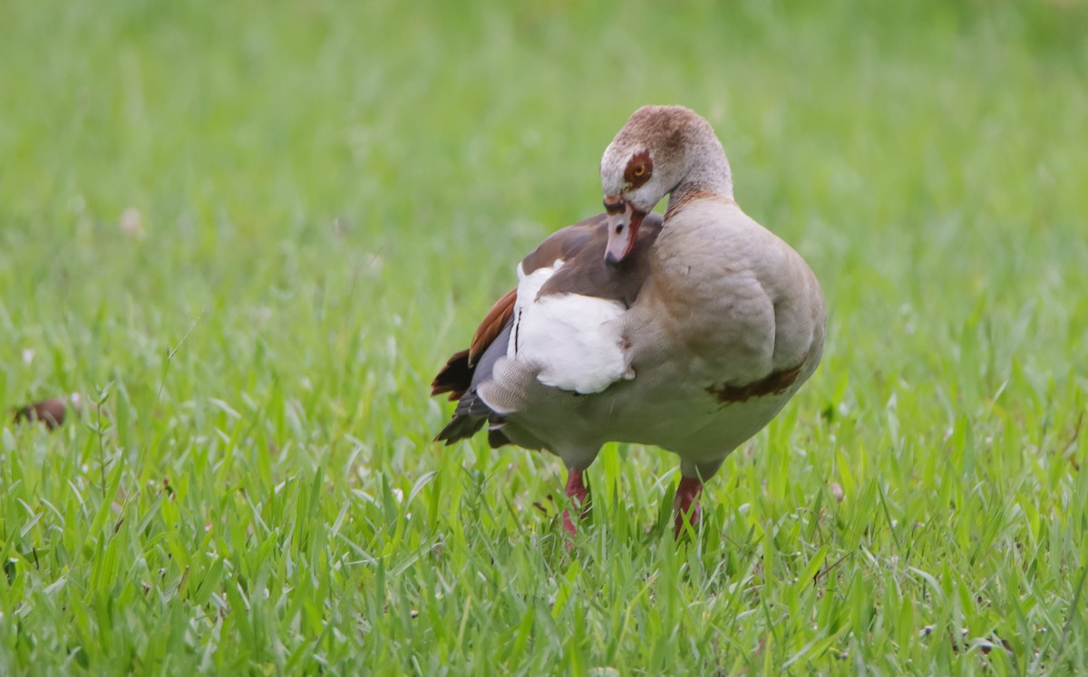 Egyptian Goose - ML620485868