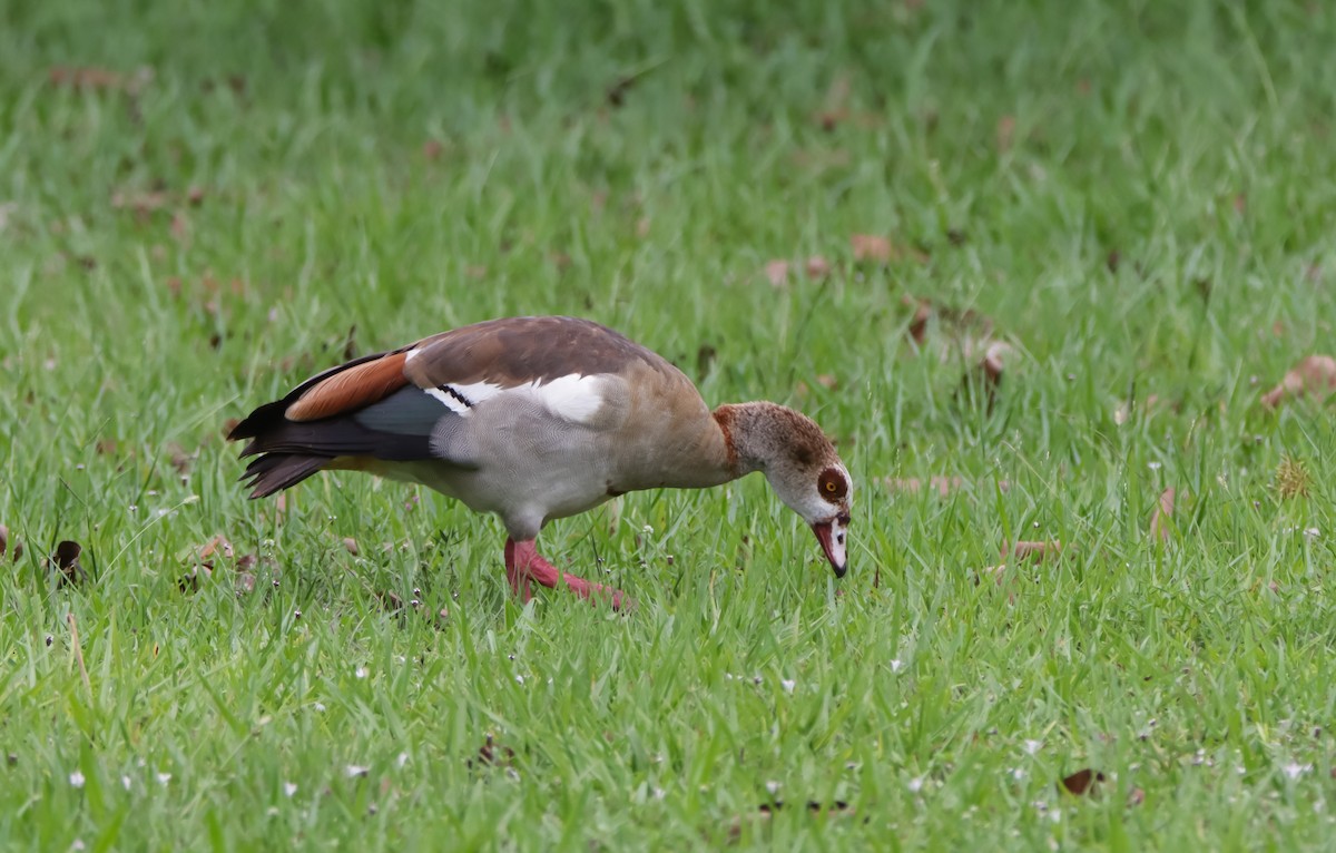 Egyptian Goose - ML620485869