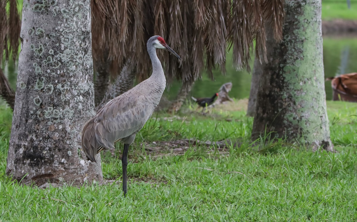 Sandhill Crane - ML620485872