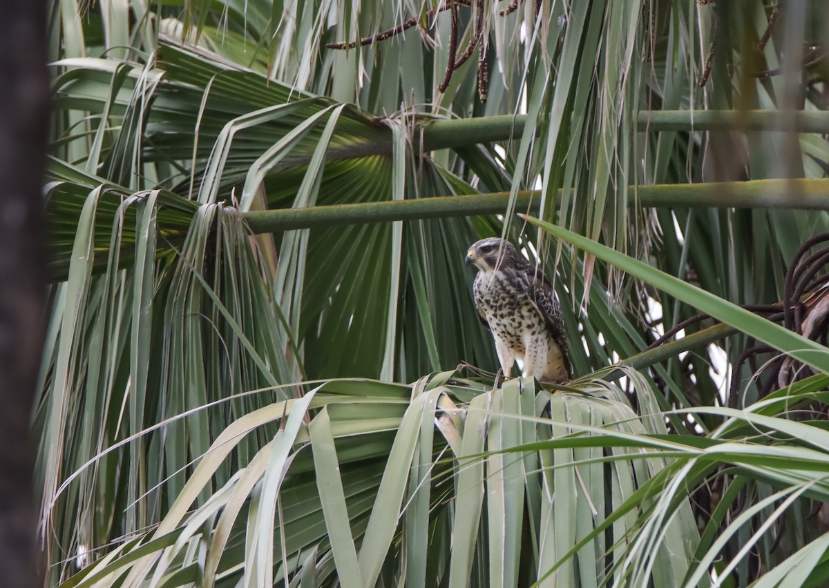 Red-shouldered Hawk - ML620485879