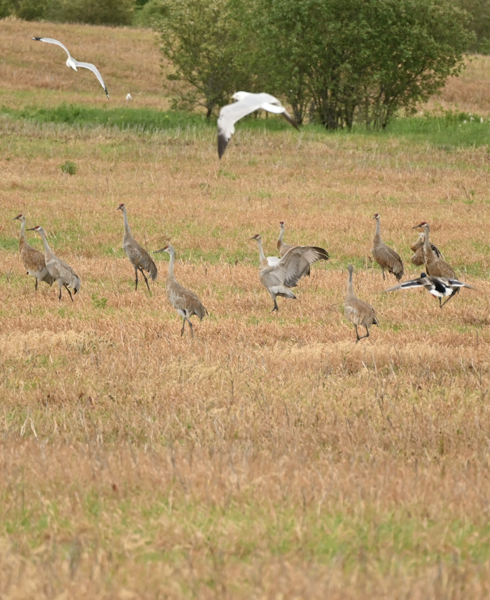 Sandhill Crane - ML620485881