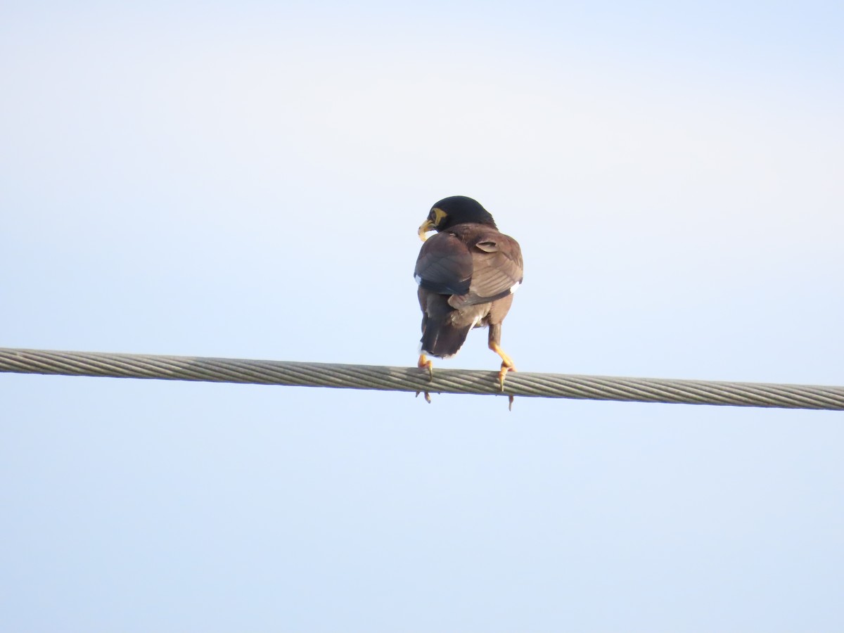 Common Myna - ML620485889